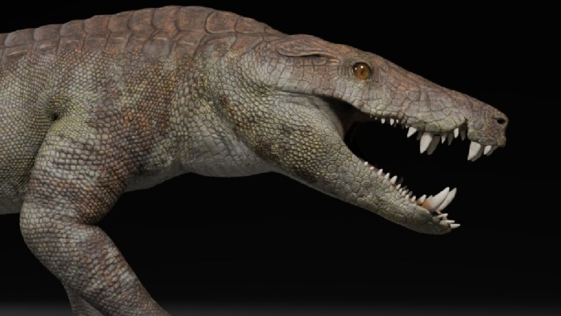 Descubren en la Patagonia un cocodrilo carnívoro que convivió con dinosaurios hace 70 millones de años