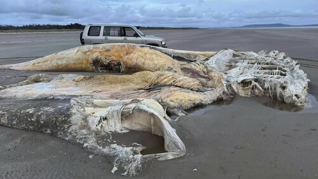 Hallan el cadáver de una gigantesca y misteriosa criatura marina