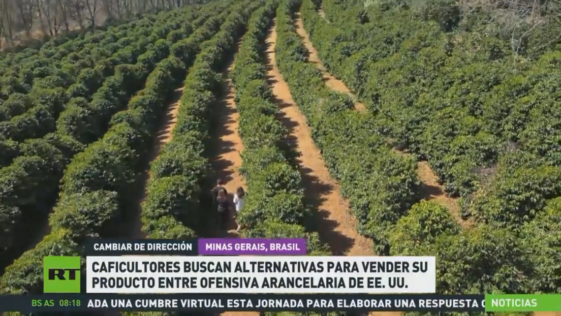 Caficultores brasileños buscan alternativas para vender su producto en medio de la ofensiva arencelaria de EE.UU.