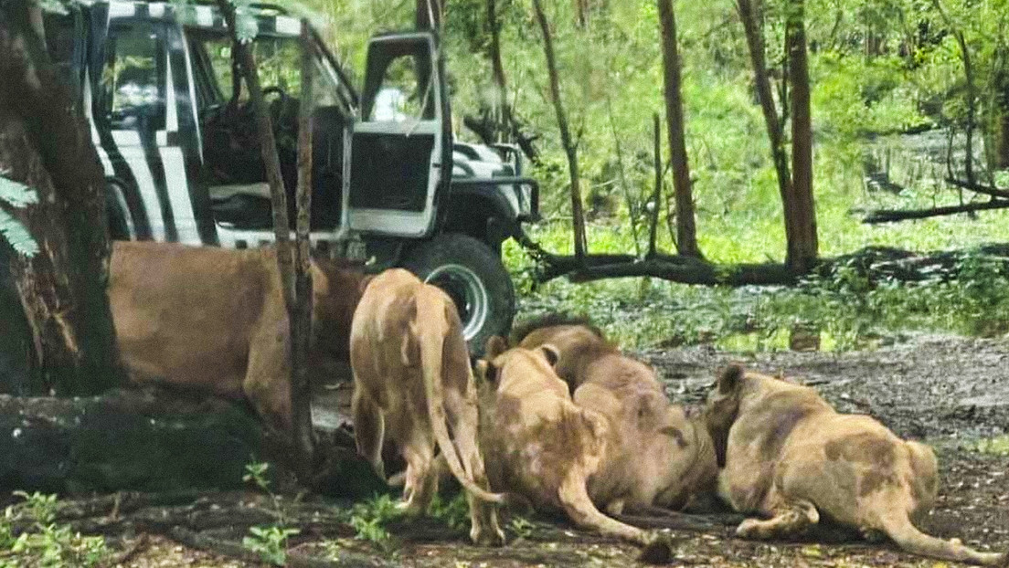 Cuidador de zoológico es devorado por una manada de leones
