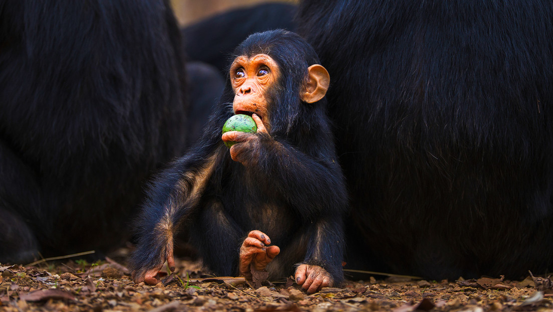 Científicos chinos logran revertir la vejez