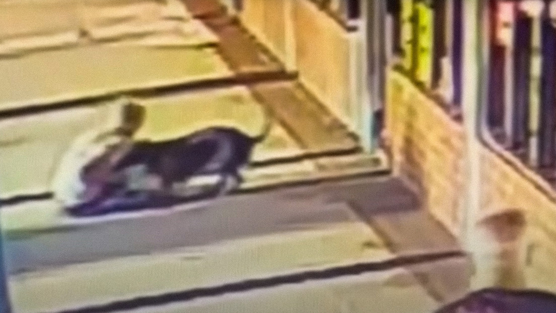 Anciana muerde a pitbull para salvar a su propia mascota (VIDEO)