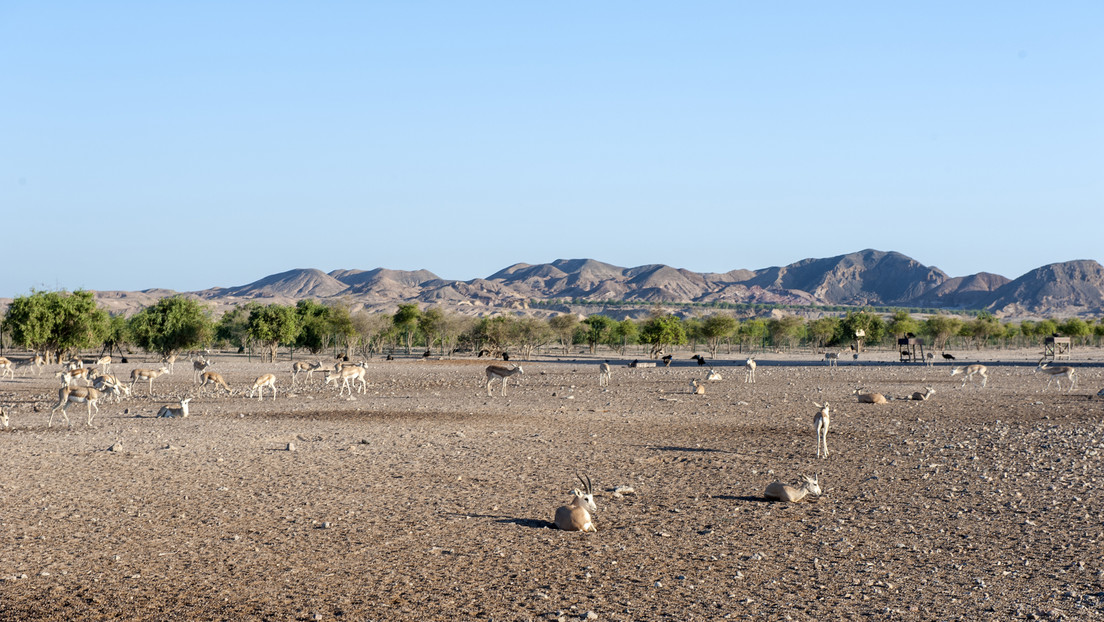 "Muy emocionante": Hallazgo de rara cruz revela curioso dato sobre una isla remota