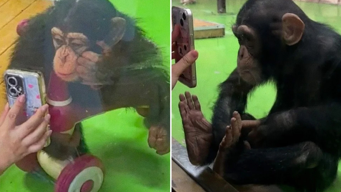 Prohíben ver 'reels' a un chimpancé por esta razón