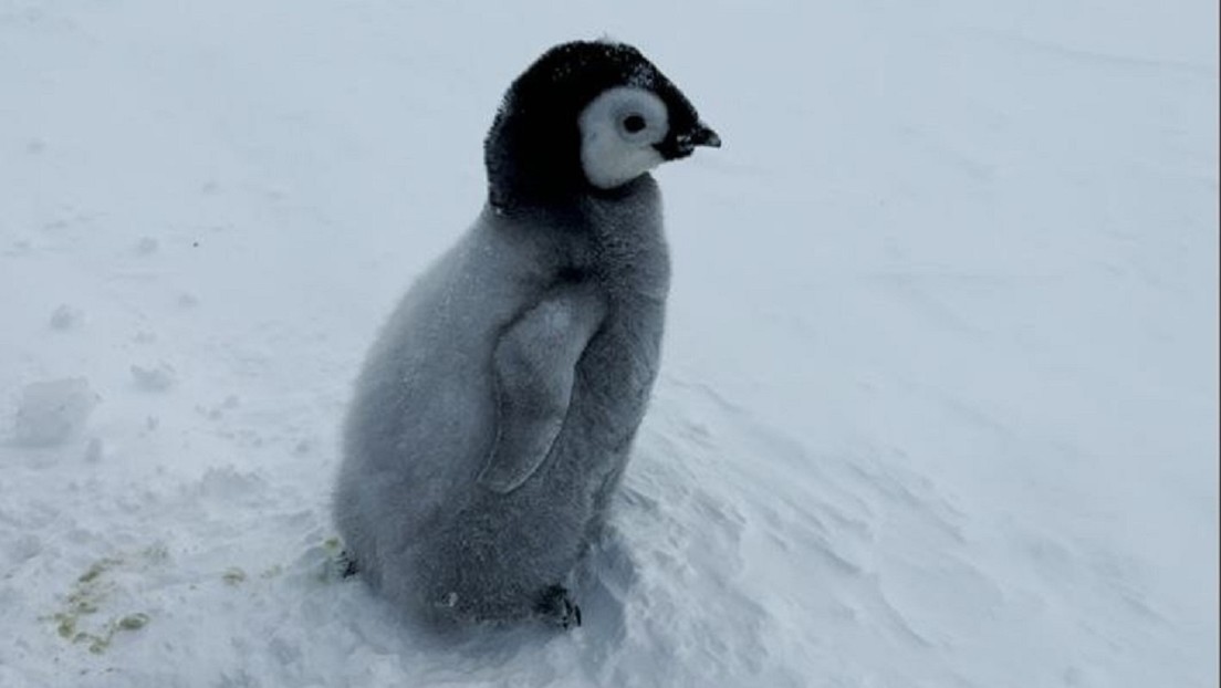 VIDEO: Exploradores polares rusos salvan a un crío de pingüino inmovilizado en una trampa de hielo