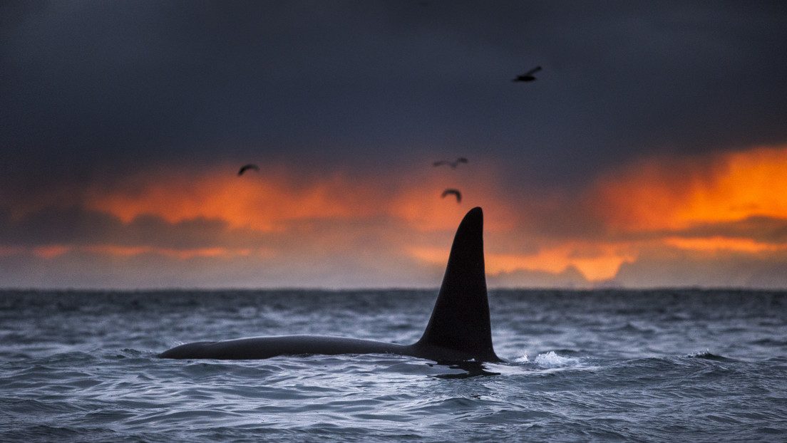 Revelan el porqué de misteriosos ataques de orcas a embarcaciones