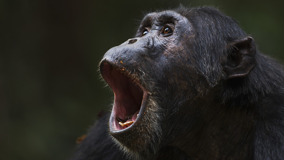 Chimpancés 'consumen' el alcohol equivalente a medio litro de cerveza