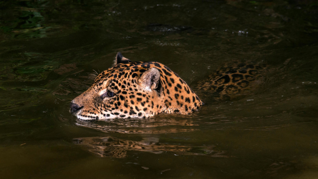 El felino más grande de América demuestra otra de sus habilidades