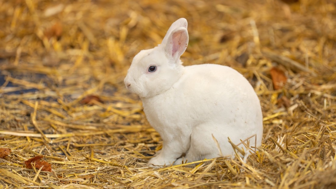 Un conejo cambia de color tras vivir varios años con un fumador