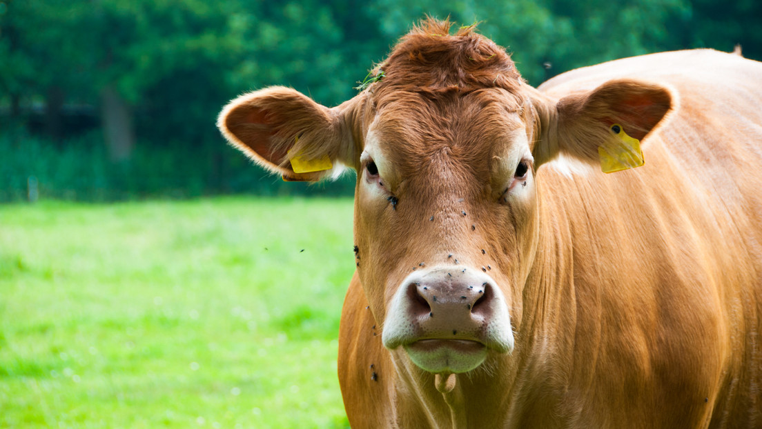 ¿Qué se sabe del gusano barrenador que llena tu cuerpo de larvas?