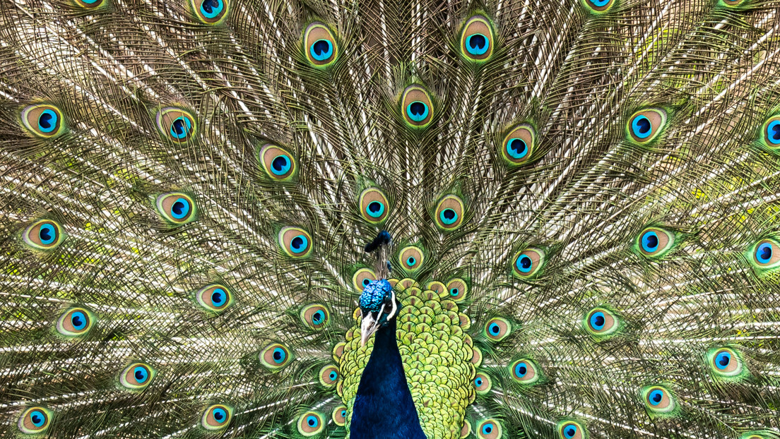 Mata y se come a sus pavos reales en una extraña venganza contra su vecina