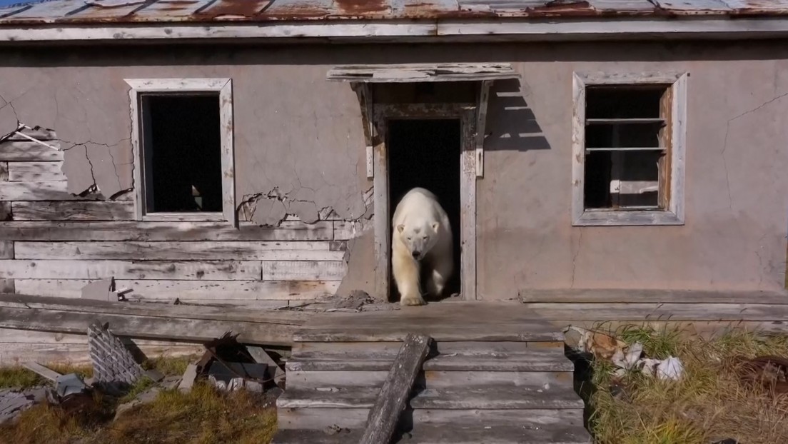 Osos polares se apropian de una estación científica abandonada en Rusia (VIDEO)