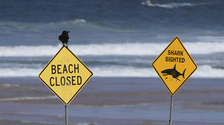 Experimentado surfista muere en un brutal ataque de tiburón