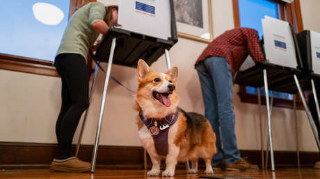 Mujer registra a su perra para votar en EE.UU. (FOTO)