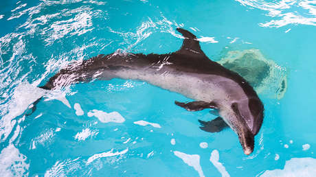 De tragedia a milagro: conozcan a Wan Wan, el delfín rescatado en China (VIDEO)