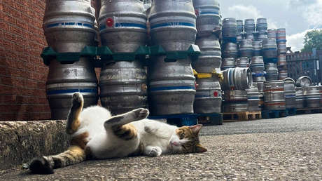 "No parece un mal lugar para empezar": gato recorre decenas de kilómetros para visitar un pub