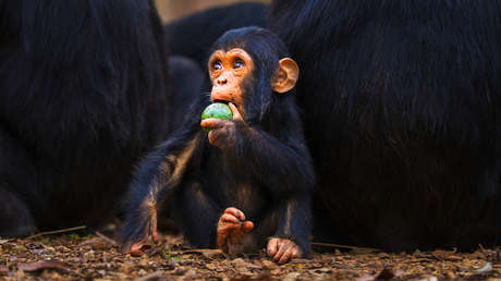 Científicos chinos logran revertir la vejez