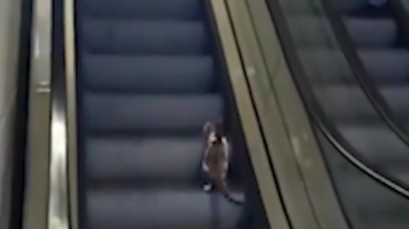 VIDEO: Transeúnte ayuda a gato que eligió la escalera mecánica equivocada