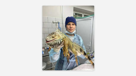 Veterinarios rusos salvan a una iguana gigante que se lesionó en un 'duelo' contra su propio reflejo