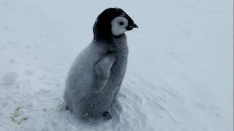 VIDEO: Exploradores polares rusos salvan a un crío de pingüino inmovilizado en una trampa de hielo