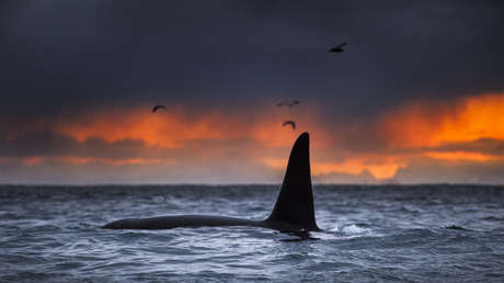 Revelan el porqué de misteriosos ataques de orcas a embarcaciones