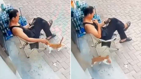 'Confía en mí': el astuto plan de un gato para robar comida de una tienda frente al dueño (VIDEO)