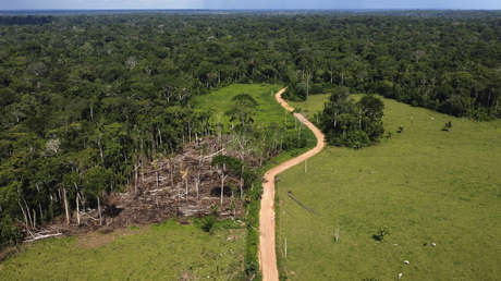 IA al rescate de los bosques: Brasil lanza sistema de monitoreo de la Amazonía "sin precedentes"