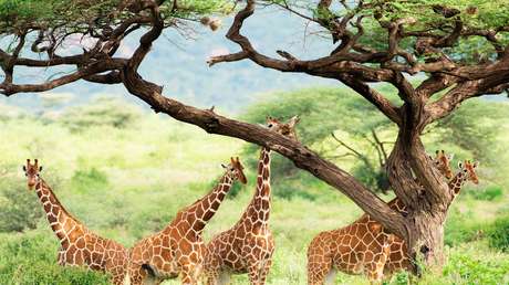 Las jirafas se están extinguiendo rápidamente en África: así quieren salvar a las más raras