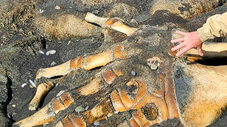 Encuentran un enorme 'monstruo' marino en la costa este de Rusia