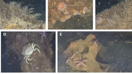 Descubren algo sorprendente en ojivas de la Segunda Guerra Mundial en el mar