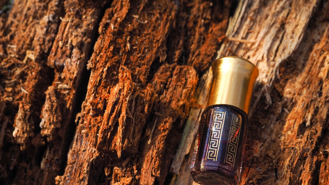 El secreto de la codiciada madera que es más valiosa que el oro