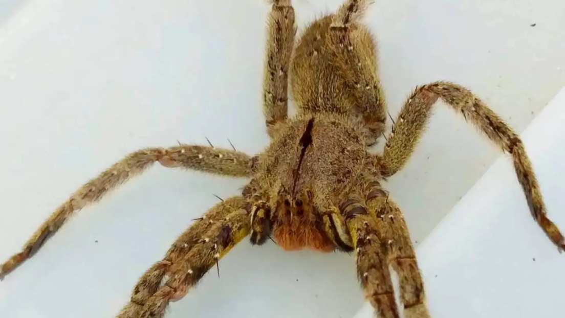 Un agresivo y mortal arácnido está apareciendo en los supermercados de este país de Latinoamérica