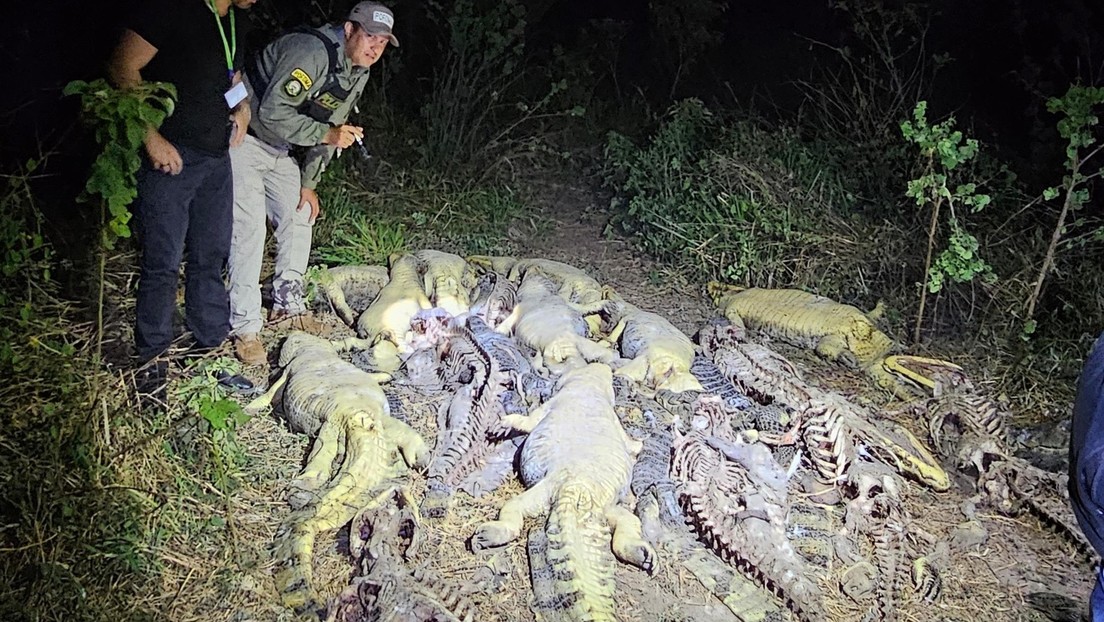Hallan más de 40 caimanes muertos y sin cuero