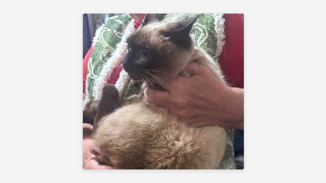 Un gato 'movilizado' en Ucrania desata polémica, y este es el desenlace (FOTO, VIDEO)