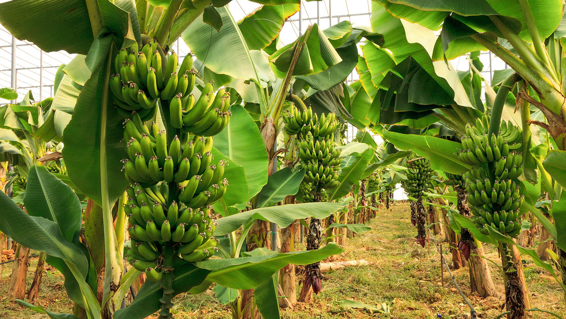 Empieza la construcción de los primeros invernaderos de plátanos en Rusia