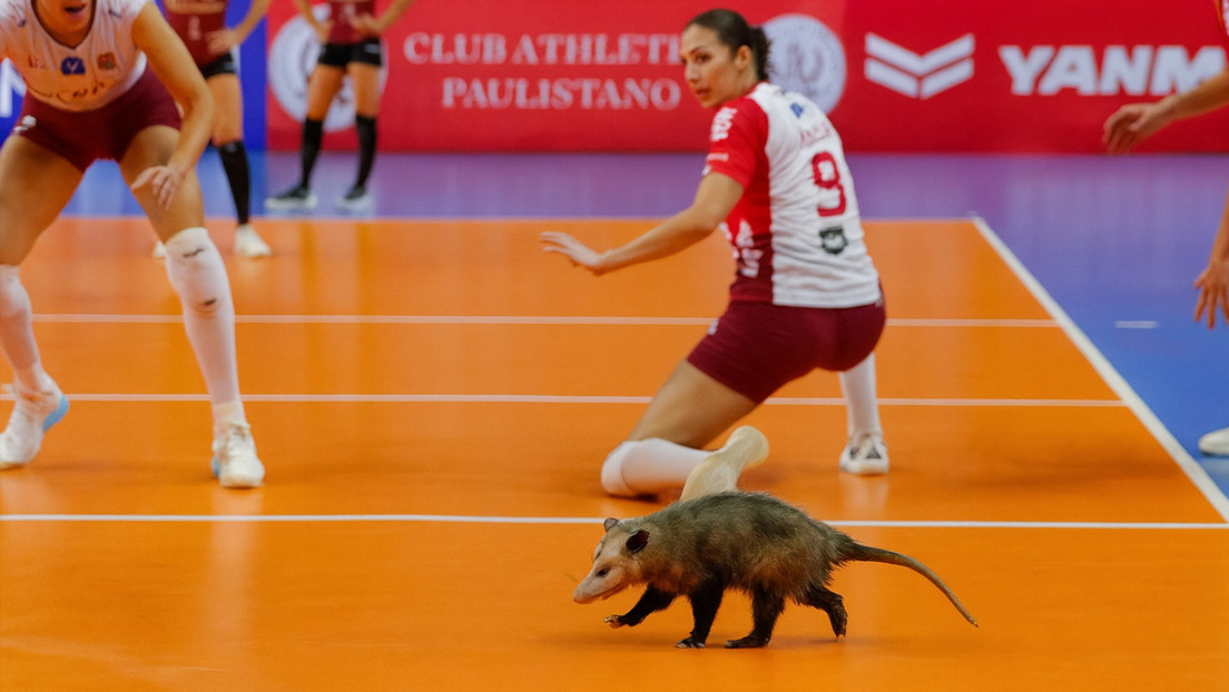 VIDEO: Inusual intruso se roba el 'show' de semifinal brasileña de vóley 'a lo rata'