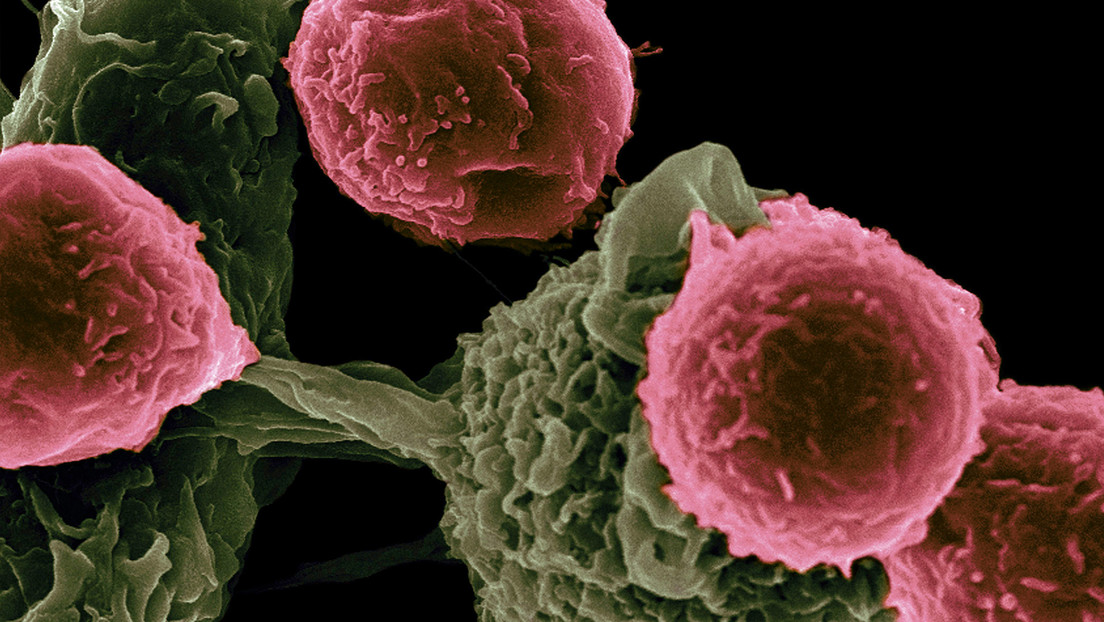 Sorpresa en el sistema inmunitario: el fascinante mundo de las células que se ganaron el Nobel de Medicina