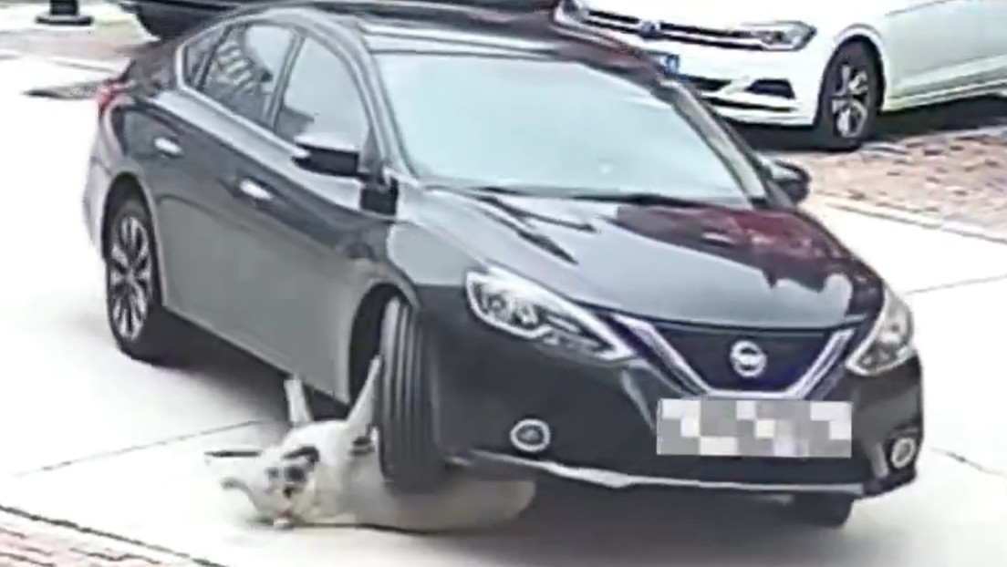 Perro obeso sobrevive a accidente de tráfico en China gracias al exceso de grasa (VIDEO)