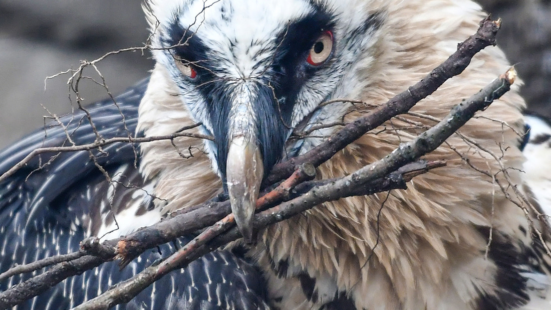 Nidos de aves revelan sorpresas históricas en España