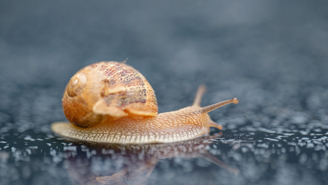 Un caracol desencadena choque múltiple en Italia