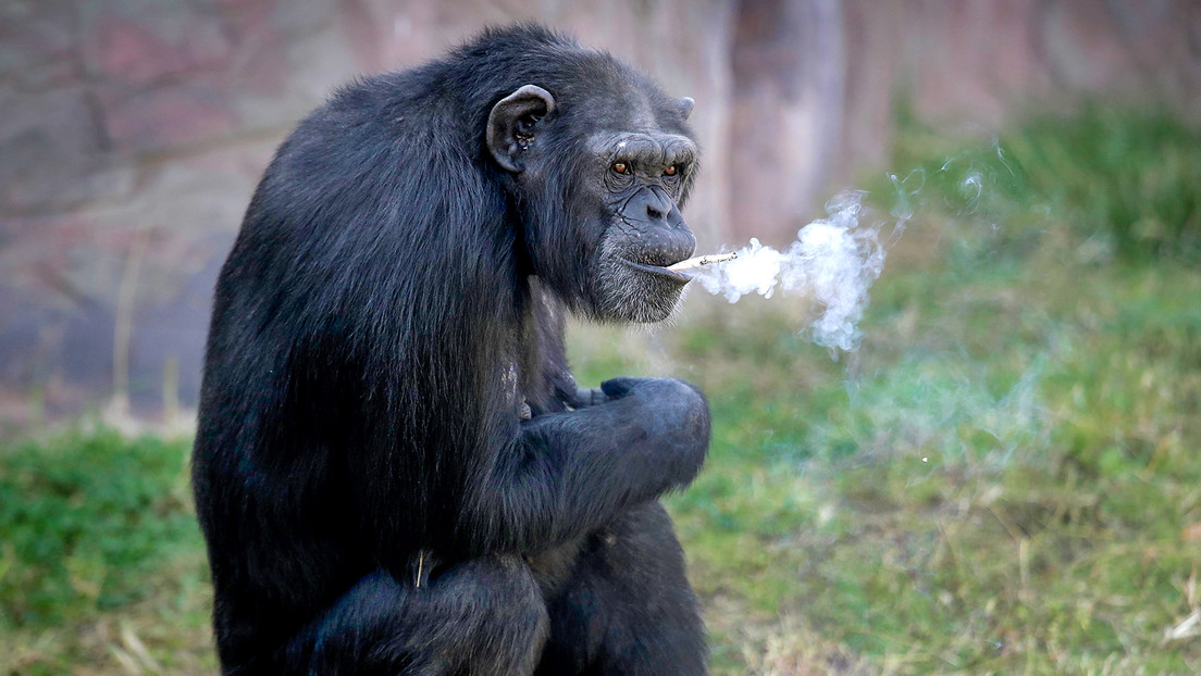 VIDEO: Un chimpancé fuma con descaro en un zoo de China