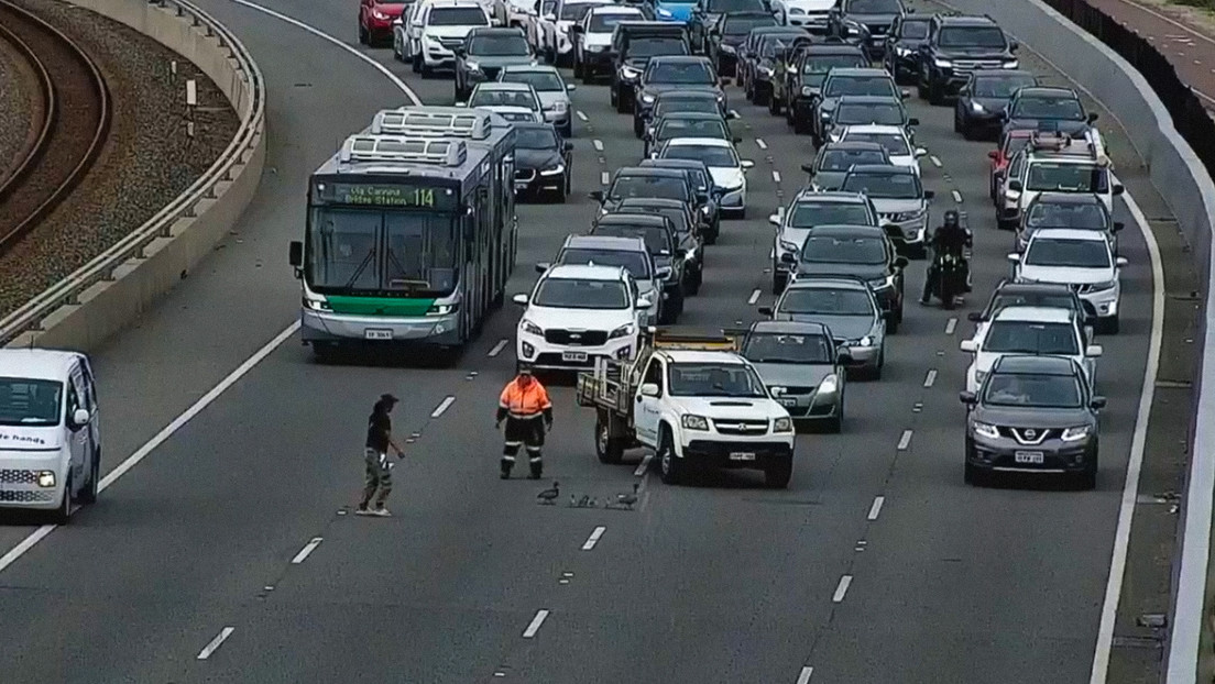Esto pasa cuando una familia de patos decide cruzar una autopista (VIDEO)