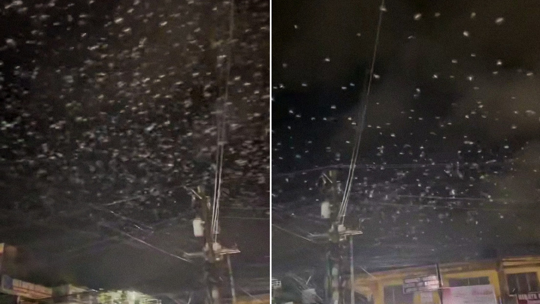 A lo Hitchcock: graban inquietante escena con miles de pájaros durante un sismo (VIDEO)