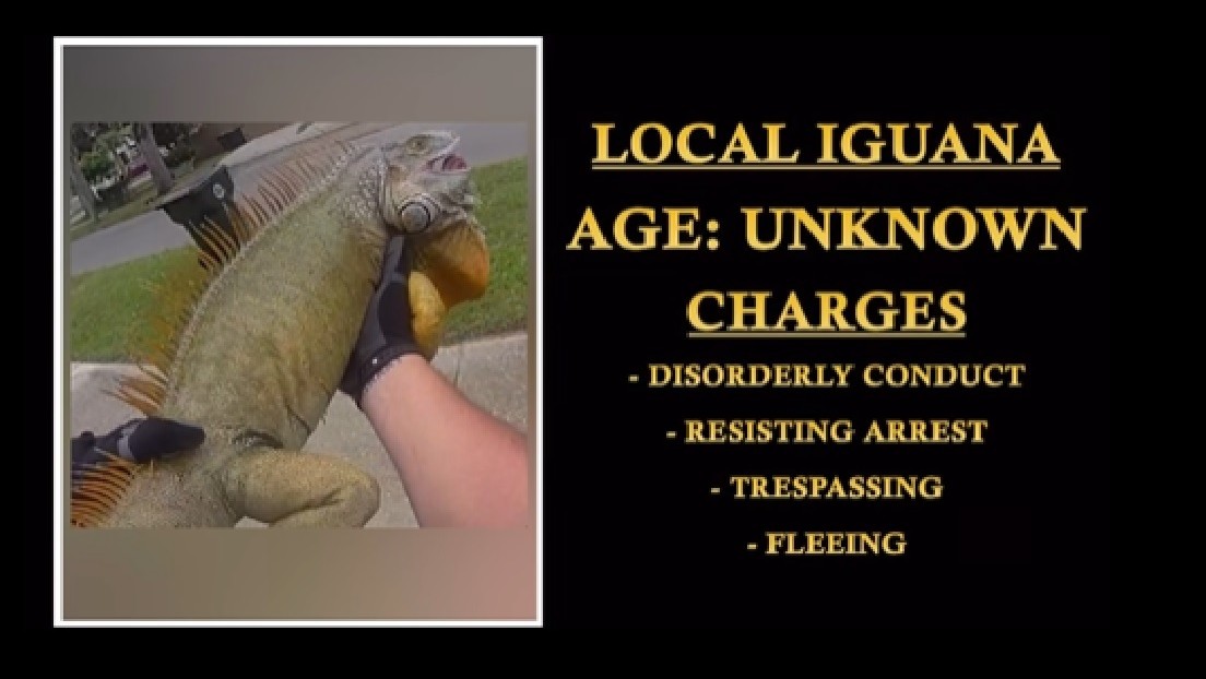VIDEO: Policía de Florida 'arresta' a enorme iguana por "alteración del orden público"