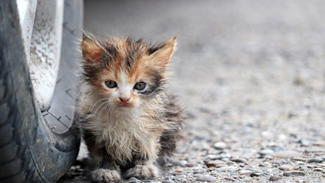 Rincón de amor en la línea del frente: militares rusos adoptan y cuidan a animales abandonados