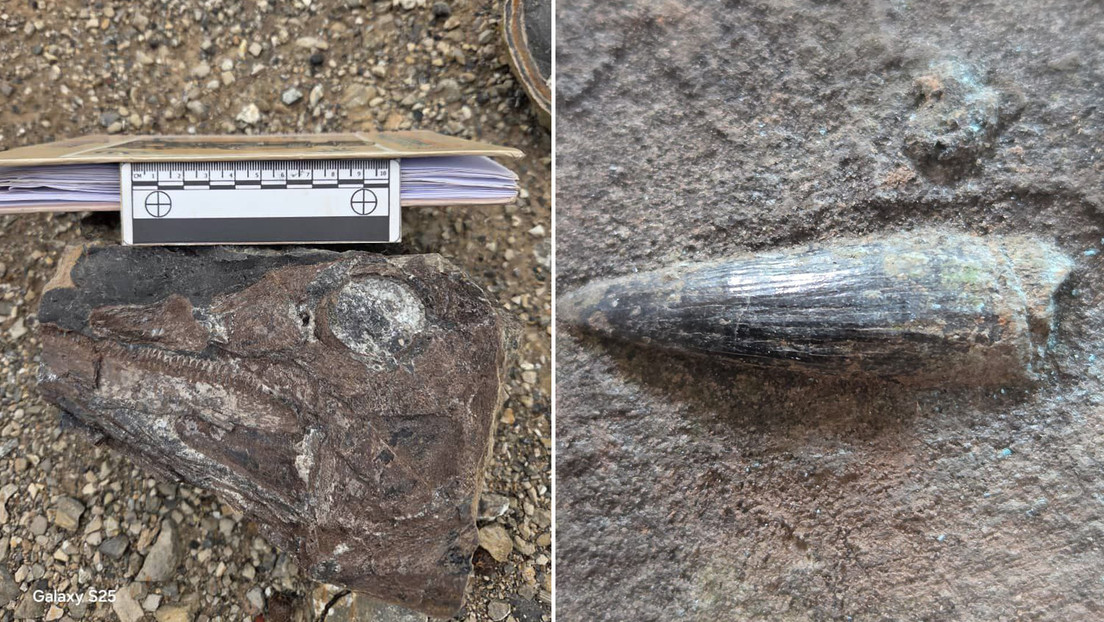 Hallazgo histórico: descubren restos fósiles de ictiosaurio en Venezuela