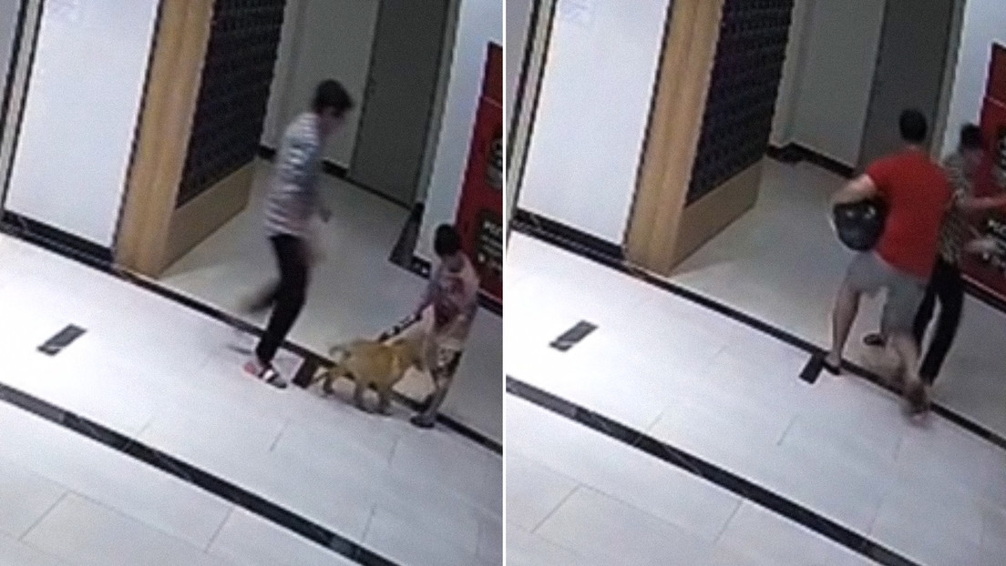 Empuja a un perro y recibe un fortísimo golpe de su dueño (VIDEO)