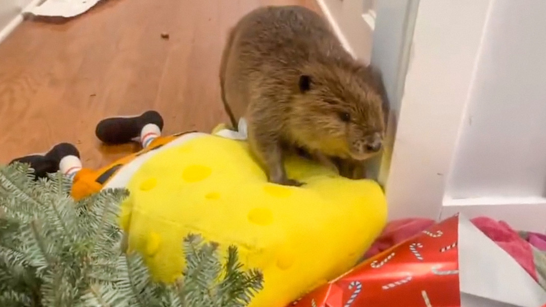 VIDEO: Castor rescatado demuestra su talento innato para construir presas