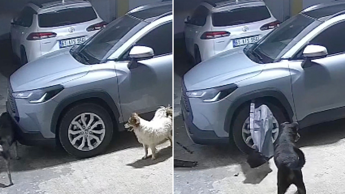 Ver para creer: perros destrozan un auto persiguiendo a un gato (VIDEO)