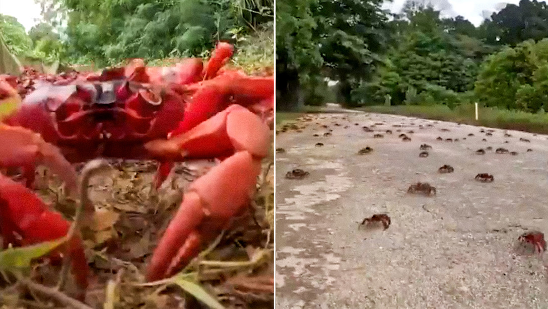 VIDEO: Millones de cangrejos 'se apoderan' de una isla australiana